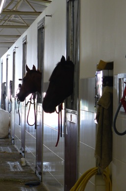 pour de magnifiques chevaux de course