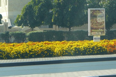 les massifs de fleurs sont superbes le long des routes ...