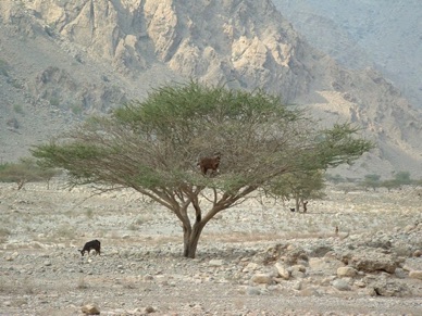 ch&egrave;vres dans un arganier
